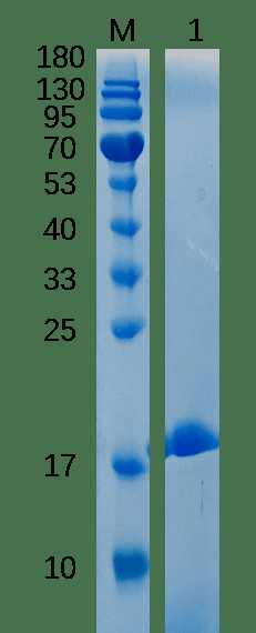 Lane M: Protein Marker<br />Lane 1: TTR, F87M/L110M, Reducing (5 μg)
